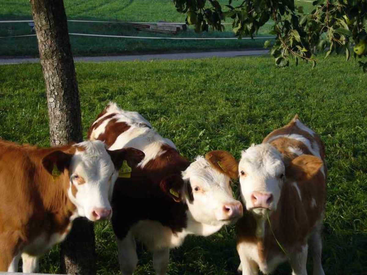 Ferienwohnung Jagdhäusl Kälbchen